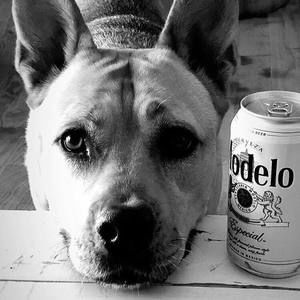 Meet your Posher, Josh